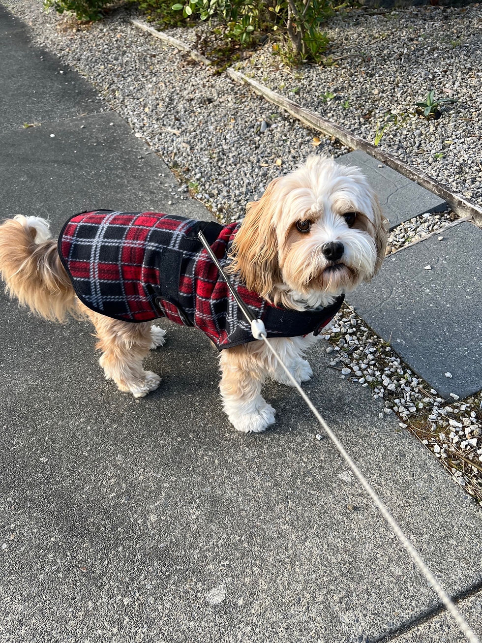 Thumbnail: Fleece Jackets with Wool inner