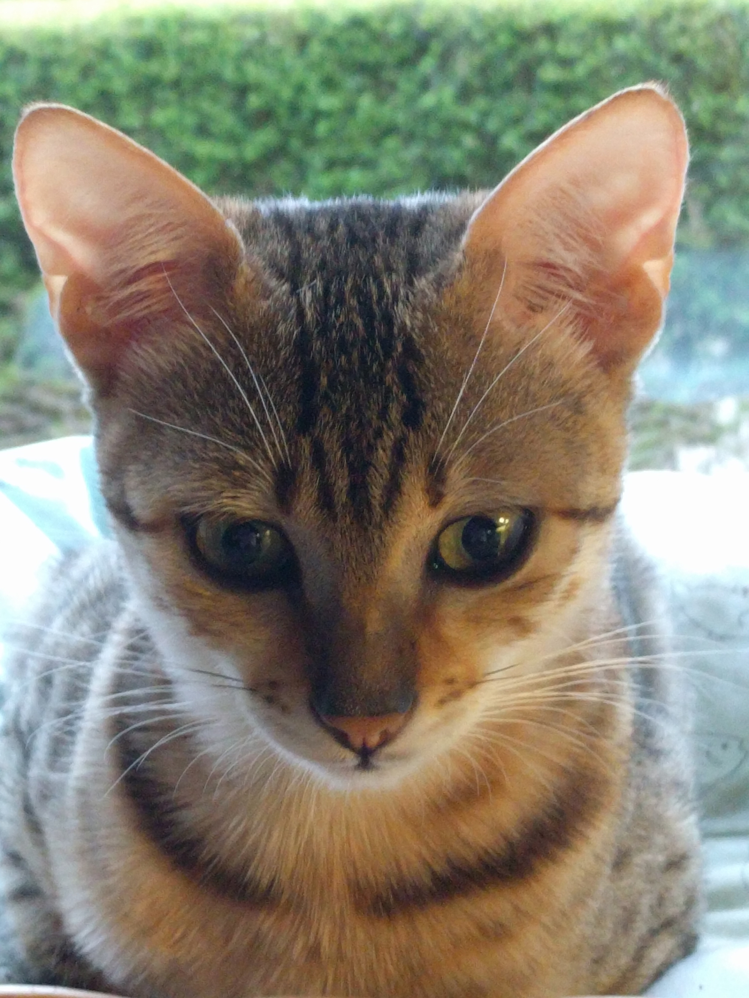 HOME Abisha Egyptian MausBronze Egyptian MauCattery