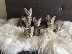 Lesley's kittens