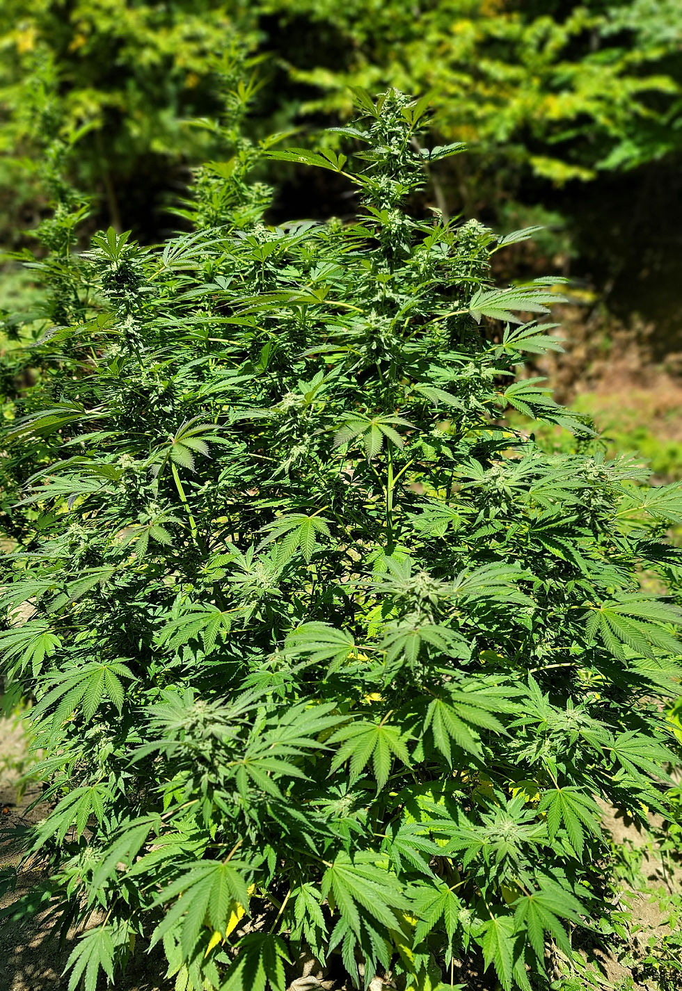 Thumbnail: Blueberry Switchblade (Strawberry Switchblade x Blueberry OG)