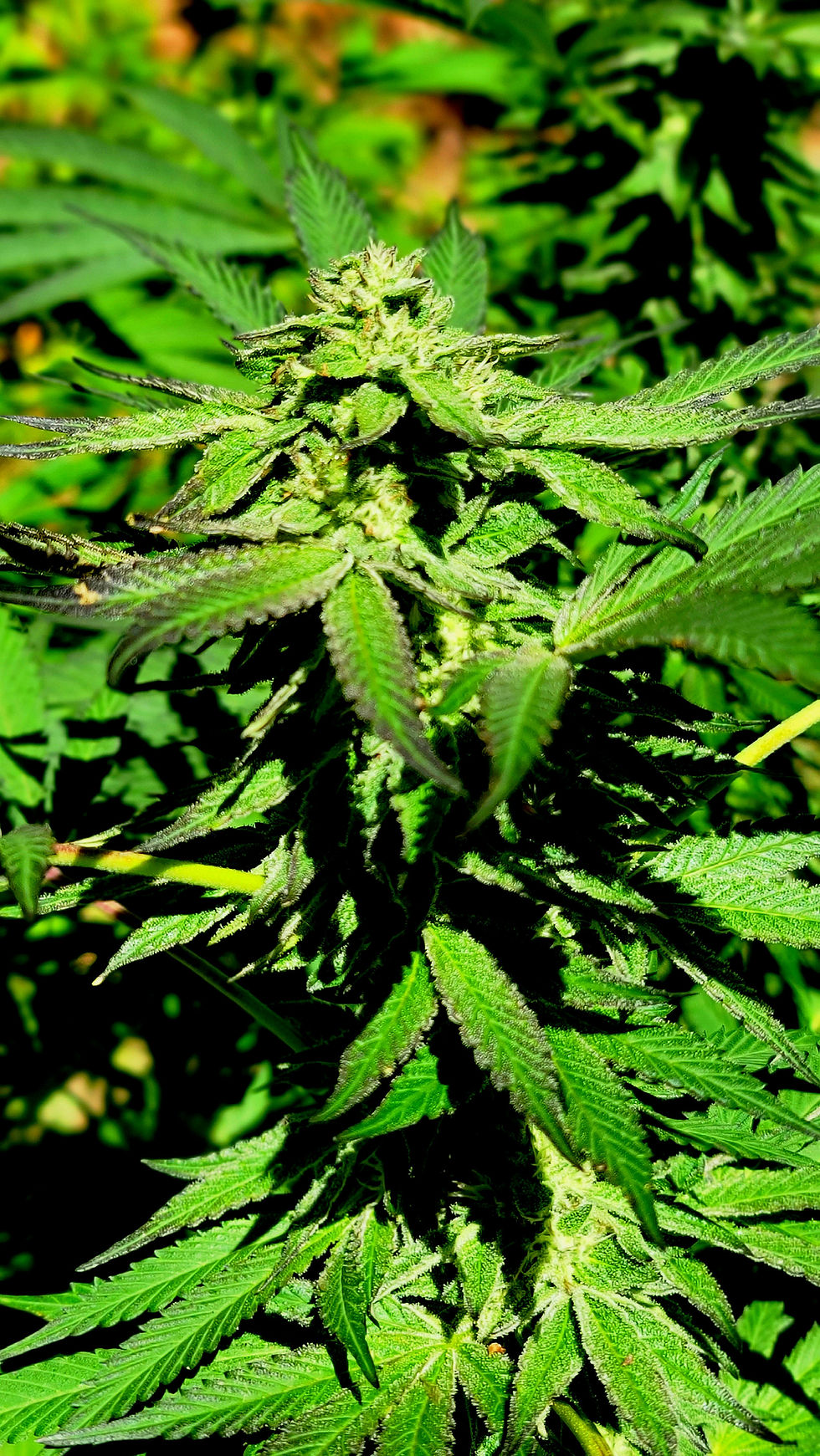 Thumbnail: Blueberry Switchblade (Strawberry Switchblade x Blueberry OG)