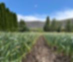 Field1_edited