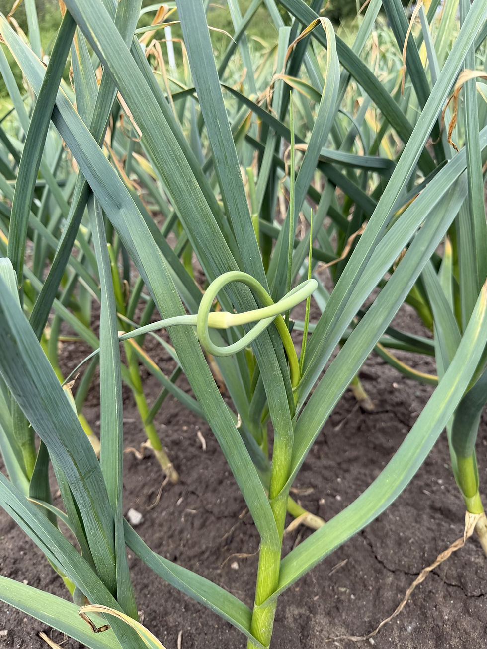 Thumbnail: Romanian Red – Organic Seed Garlic - Large Bulb