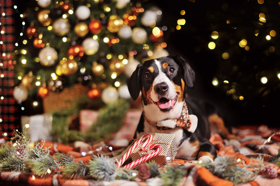 Dog with Christmas Tree