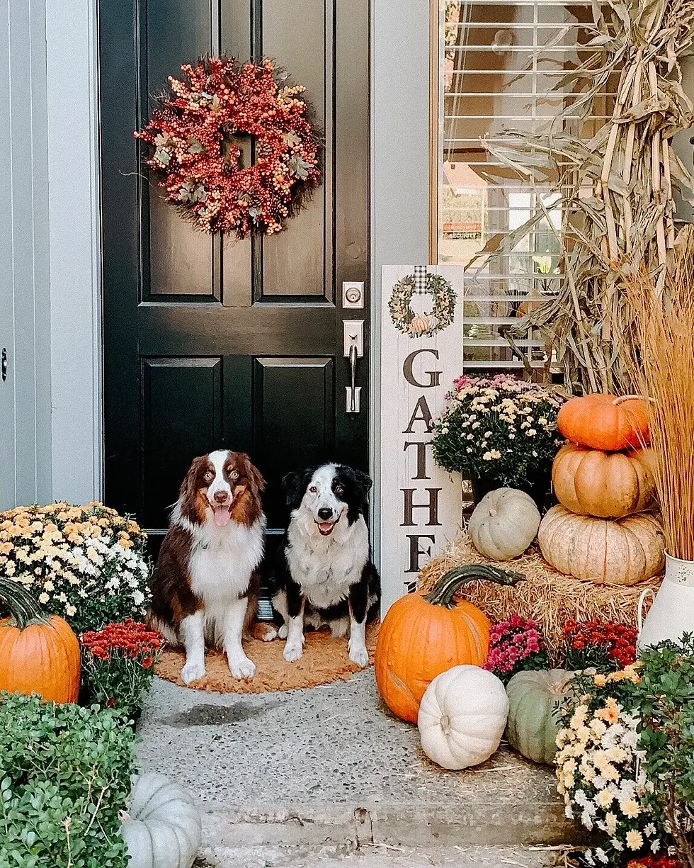 Two dogs at front door in fall.