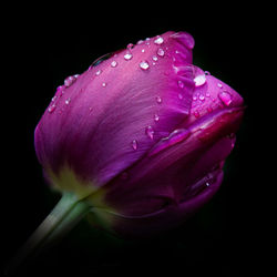 _purple rain II_