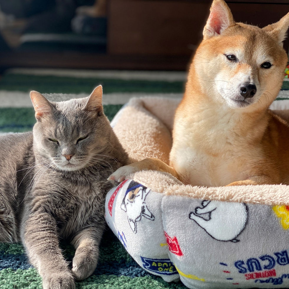 わんにゃん検診イメージ画像