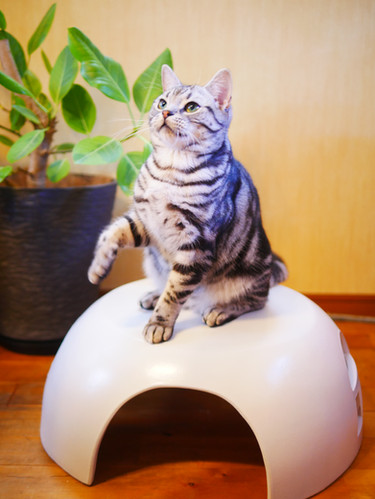 瓦猫しろ三州野安