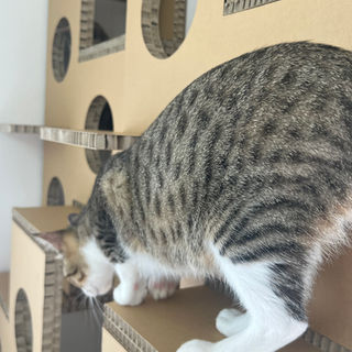 猫が自由自在に遊べるキャットタワー「にゃんぐるタワー」*紙製 
