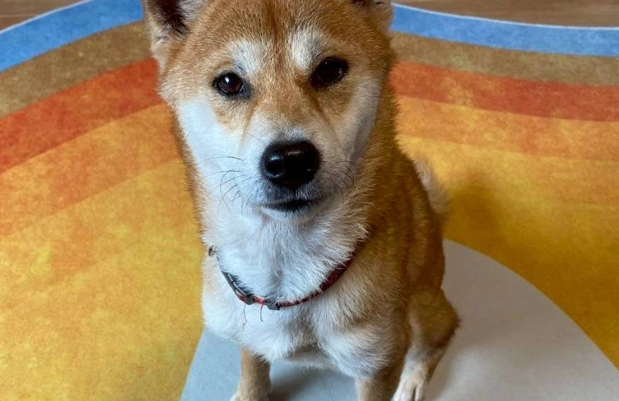 ジュディちゃん