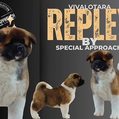 Vivalottara Ripley