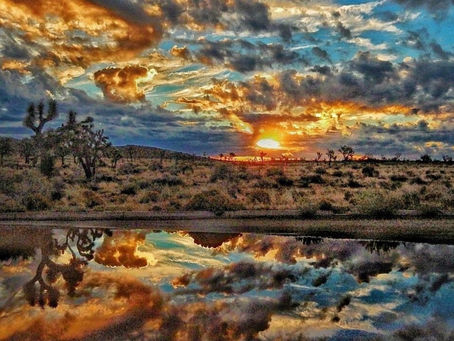 Sunrise Joshua Tree