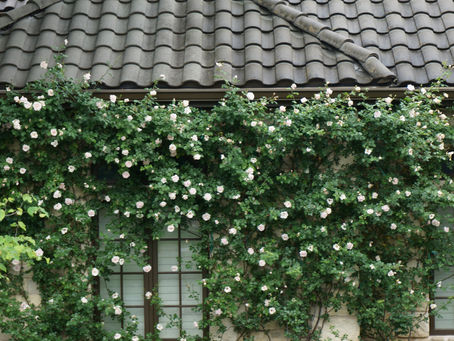 Neighbor's Climbing Rose