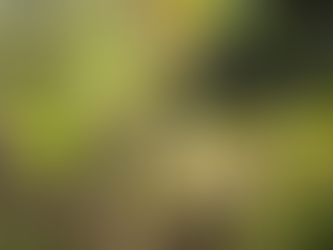 Spring Upon Us-Catkins & Oak Flowers