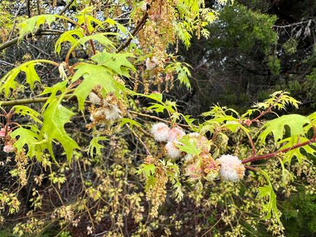 Spring Upon Us-Catkins & Oak Flowers