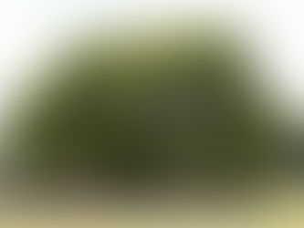 Tree People