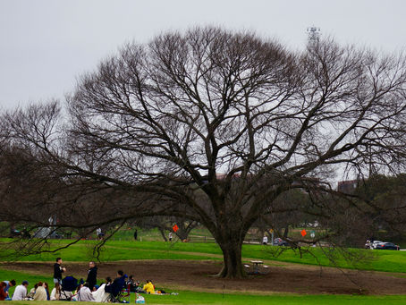 Zilker-Gathering