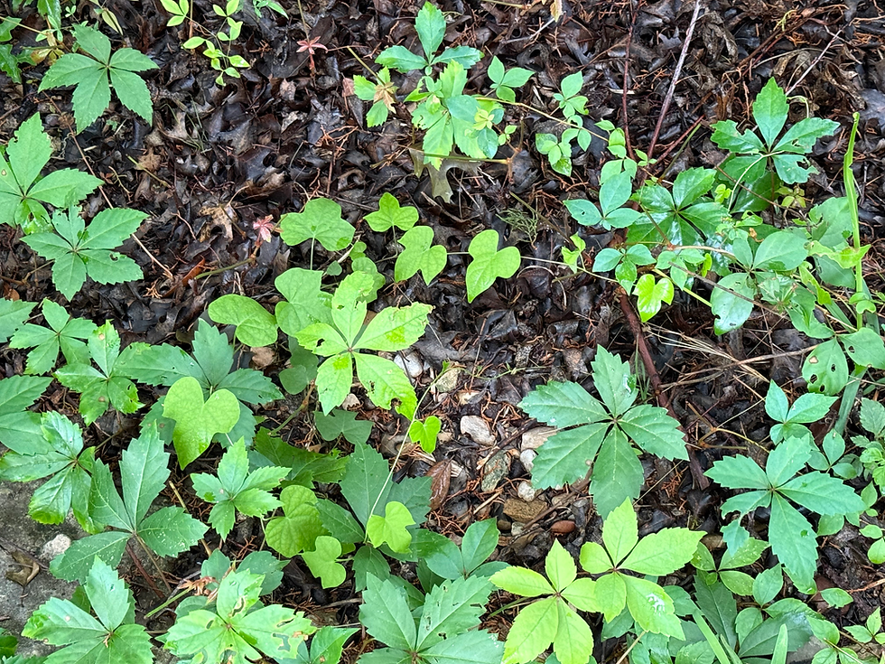Forest Floor