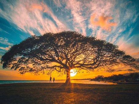 Tree of Life