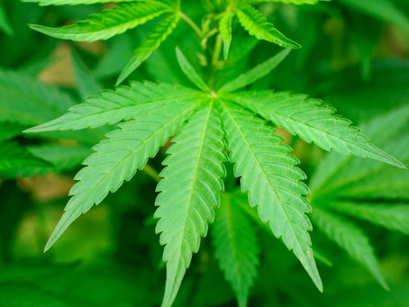 Voters Move to Decriminalize Pot Use & More