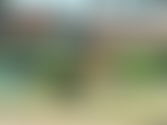 Saturday Morning Dog Park