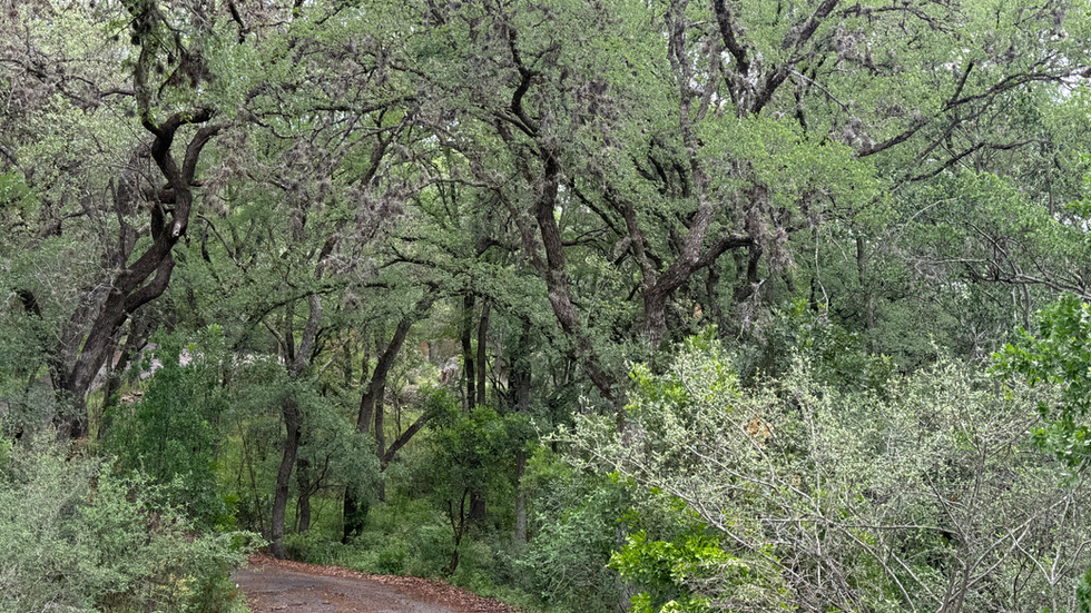 Stratford Drive Backroad Views