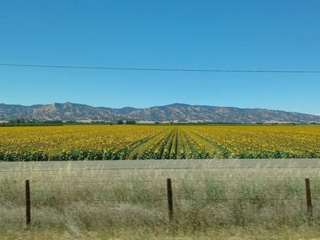 Sacramento Valley Sunflowers