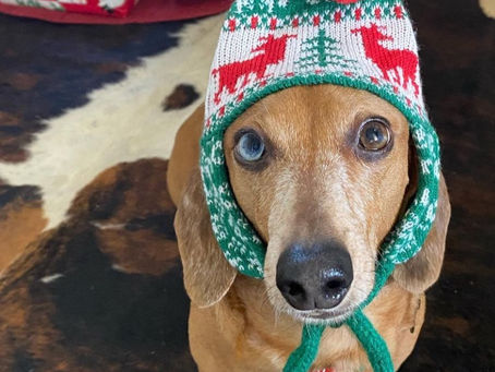Kya Pup Poses with Christmas Bonnet