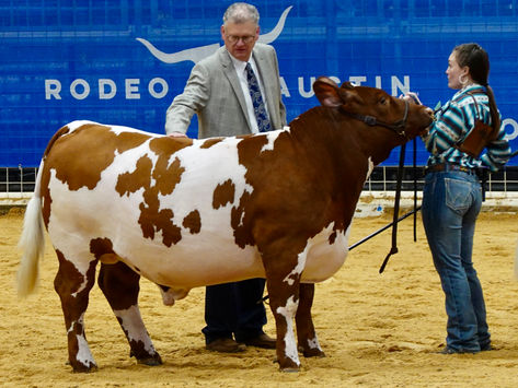 Rodeo Austin Junior Livestock