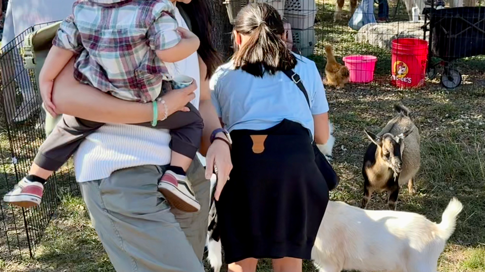 Petting Zoo and Ponies Were a Hit