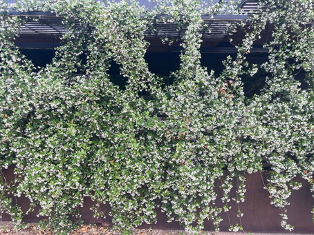 Star Jasmine in Full Bloom