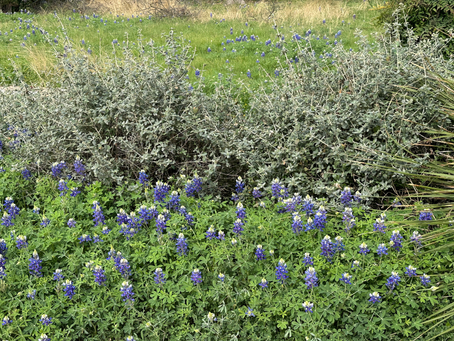 Signs of Spring