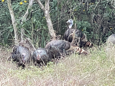 The Family that Eats Together Stays Together