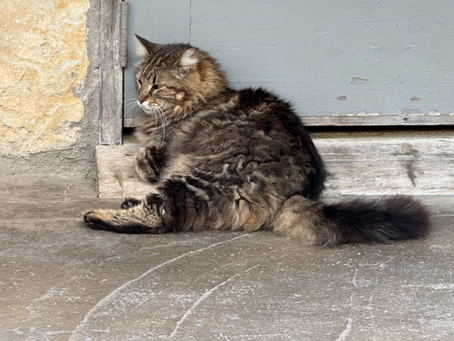 Ranch Cat
