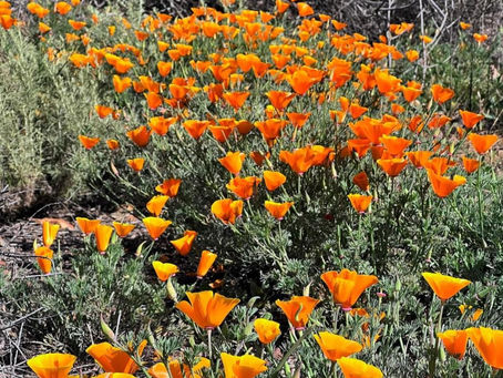 California Poppies