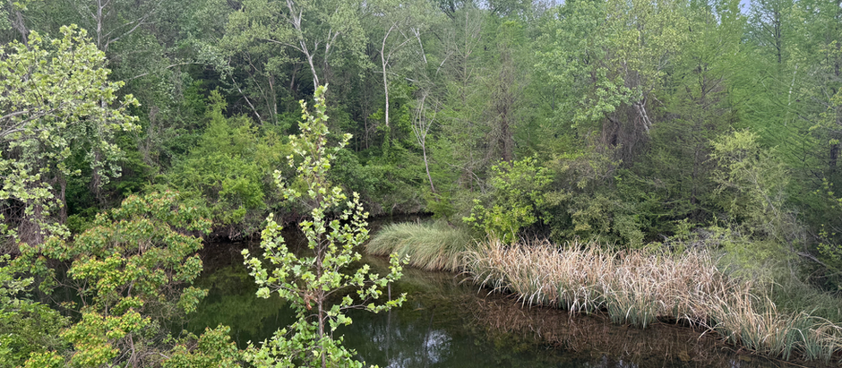 Spring Views