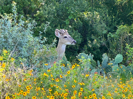 Lake LBJ Scene