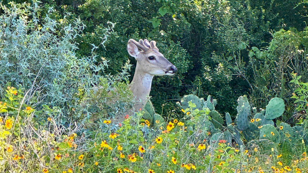 Lake LBJ Scene