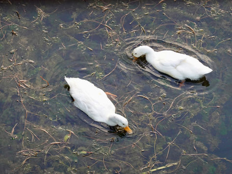 Partners Peruse