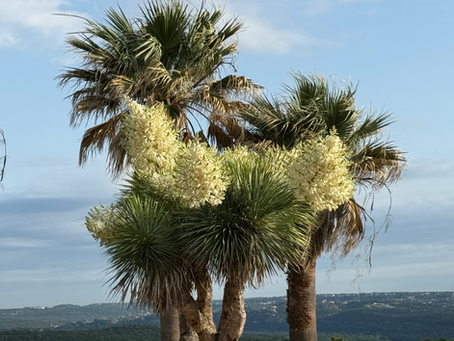 Yucca Bloom