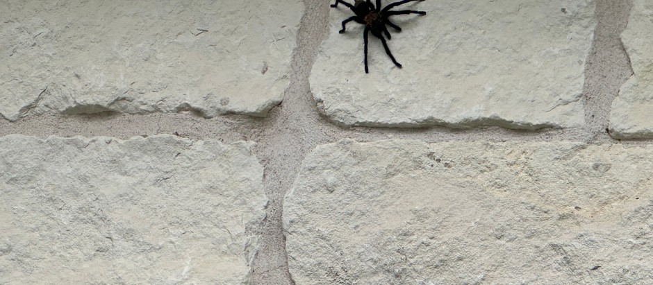 Humid Weather Brings Out Big Bugs