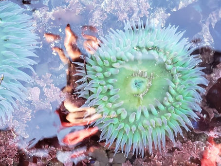 Low Tide at Maverick's Beach