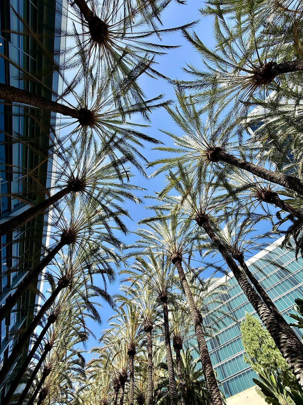 Mexican Fan Palms