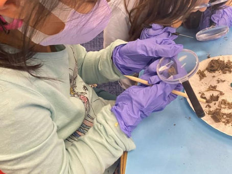 Valley View Studies Study Owl Pellets