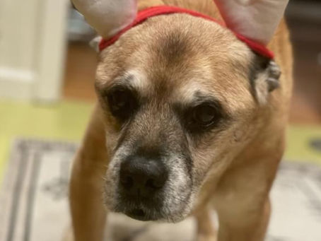 Pup Ready for the Sleigh