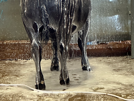 Getting Ready for the Show