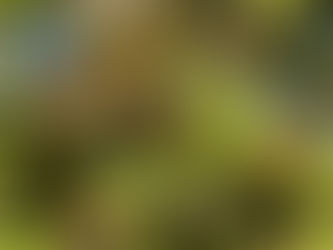 Olallieberries in Season