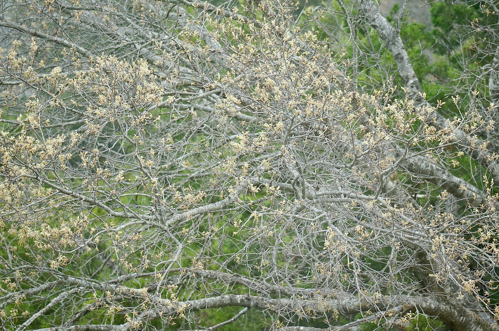 Spring Foliage
