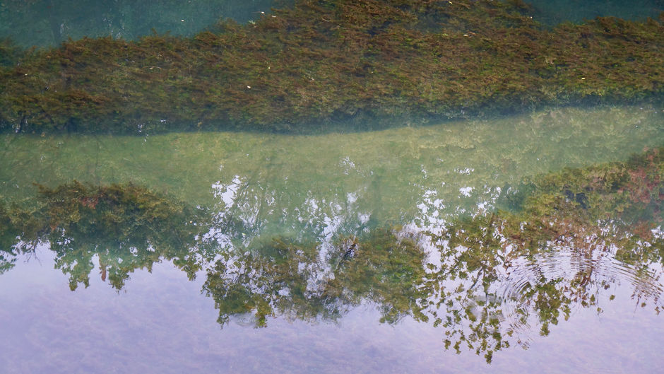 Barton Spring Reflection