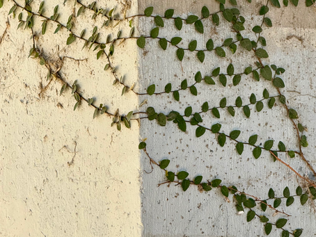 Natural Beauty Persists